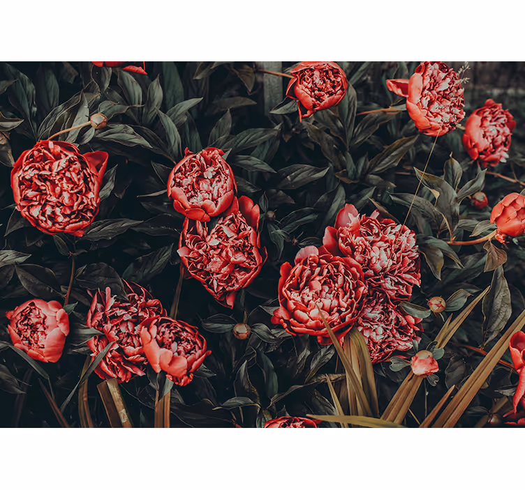 Fototapete Andere Blumen Vintage blumen - TenStickers