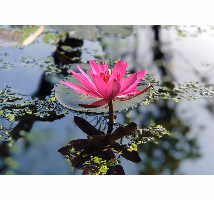 Fototapete Mohnblumen eleganter rosa lotus - TenStickers