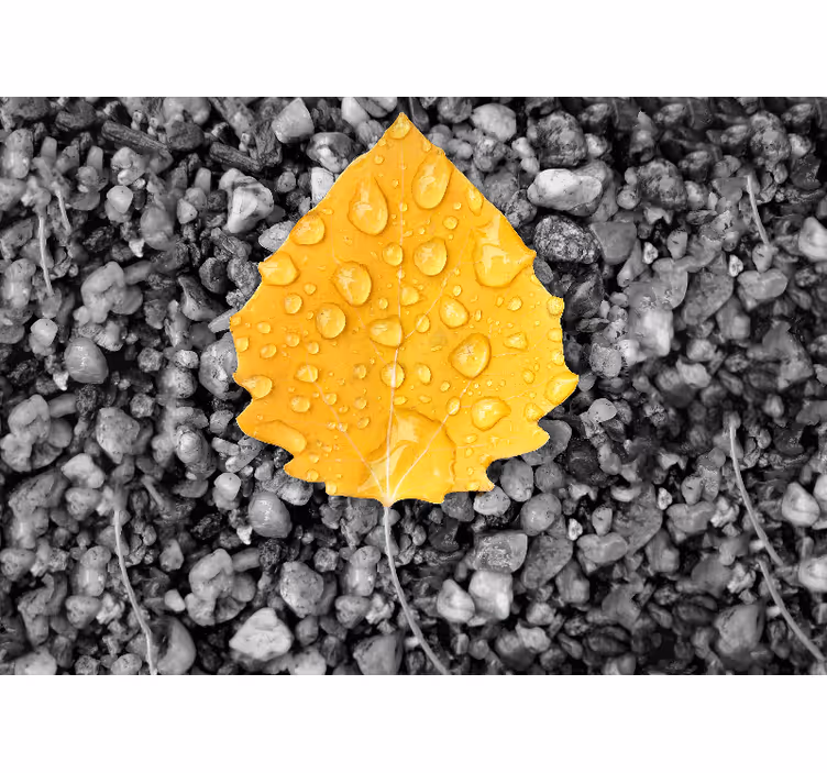 Fototapete Natur detail des gelben blattes - TenStickers