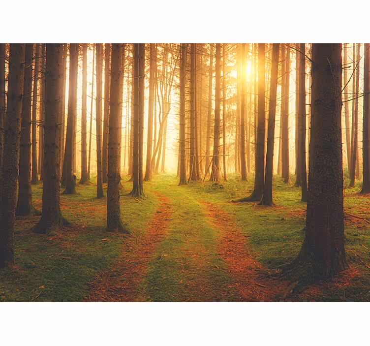 Fototapete wald blick auf den waldweg - TenStickers