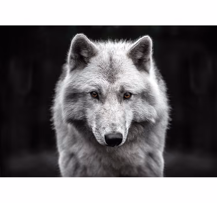 Fototapete Tiere majestätisches wolfsporträt - TenStickers