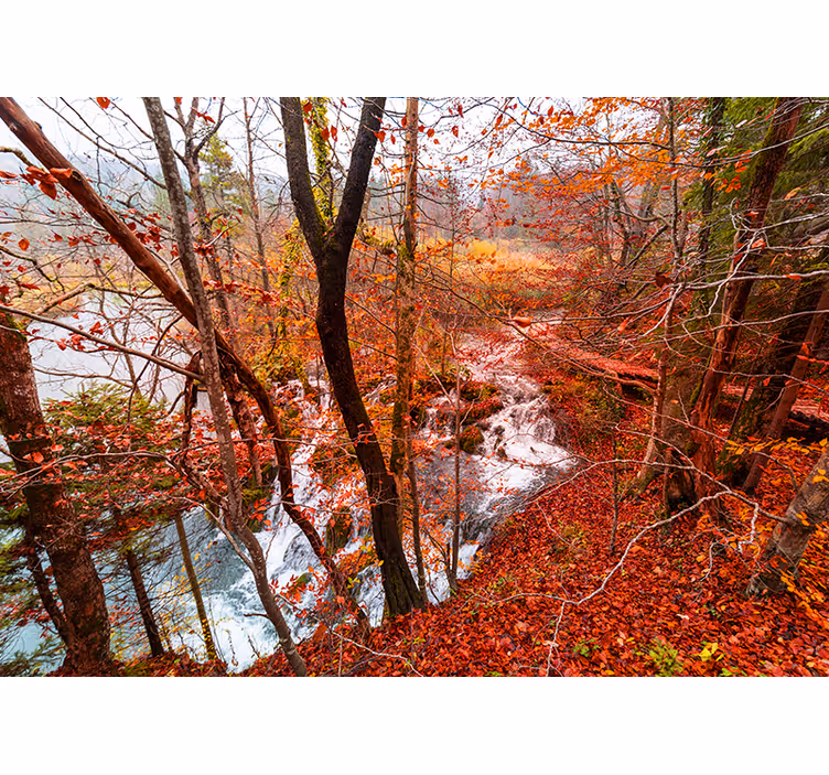 Fototapete Natur herbstliche waldszene - TenStickers