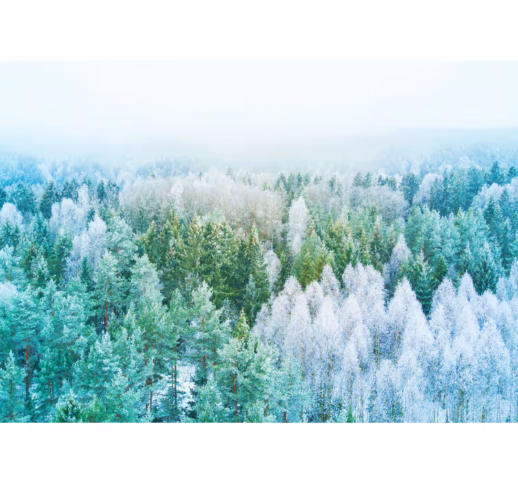 Fototapete Natur waldlandschaftsansicht - TenStickers