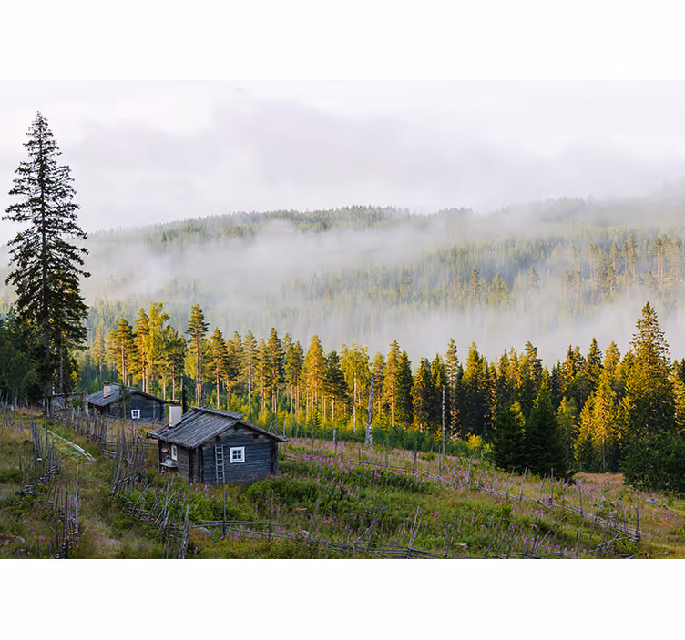 Fototapete Landschaft nebelbedeckter wald - TenStickers