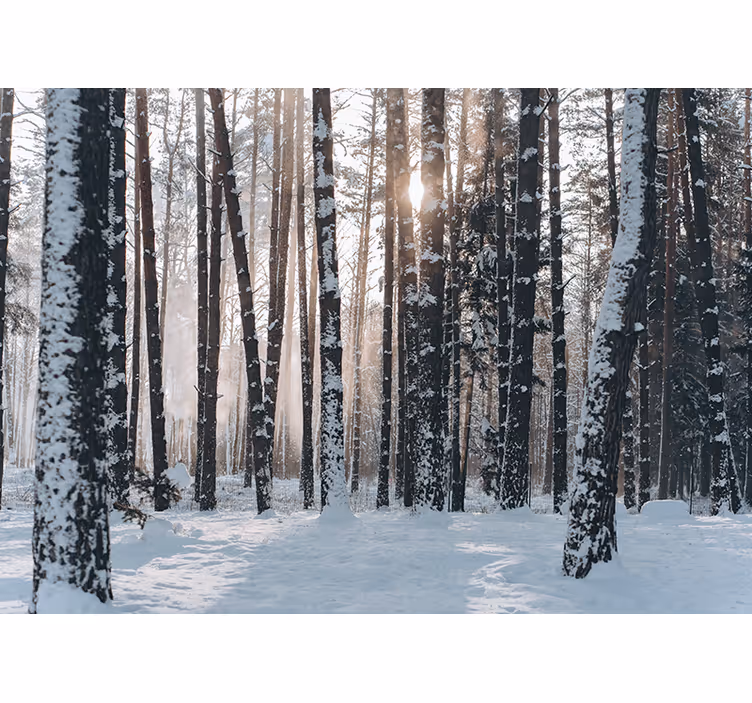 Fototapete Wald winterliche kiefernwälder - TenStickers