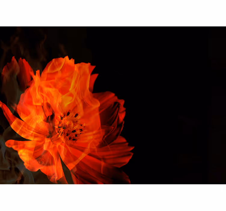 Fototapete weitere Blumen feurige blumenexplosion - TenStickers