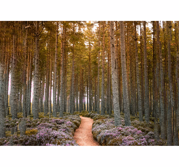 Fototapete Natur abenteuer waldweg - TenStickers