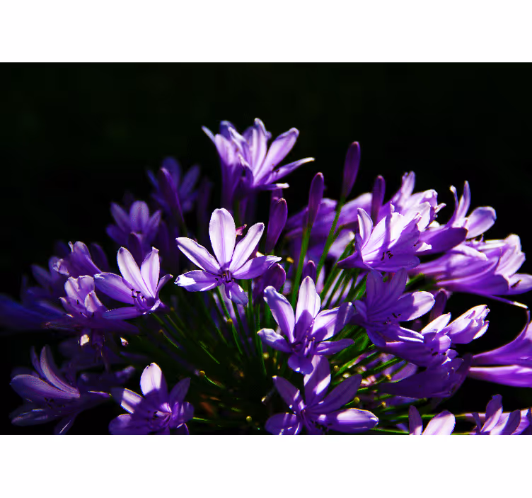 Fototapete Küche Lilane blumen - TenStickers