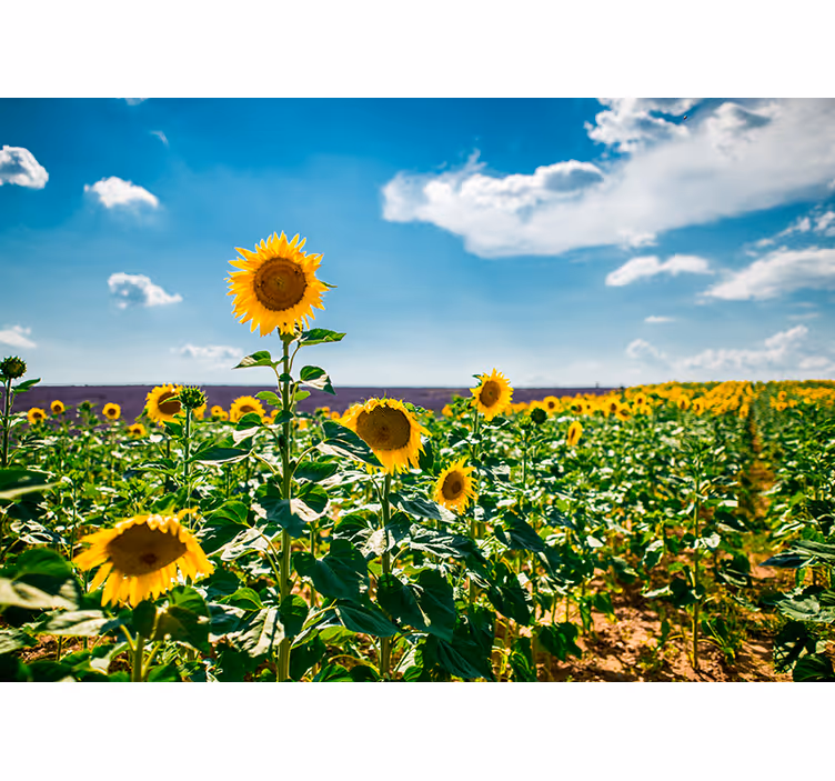Fototapete Blumen sonnenblumenfeld-glückseligkeit - TenStickers