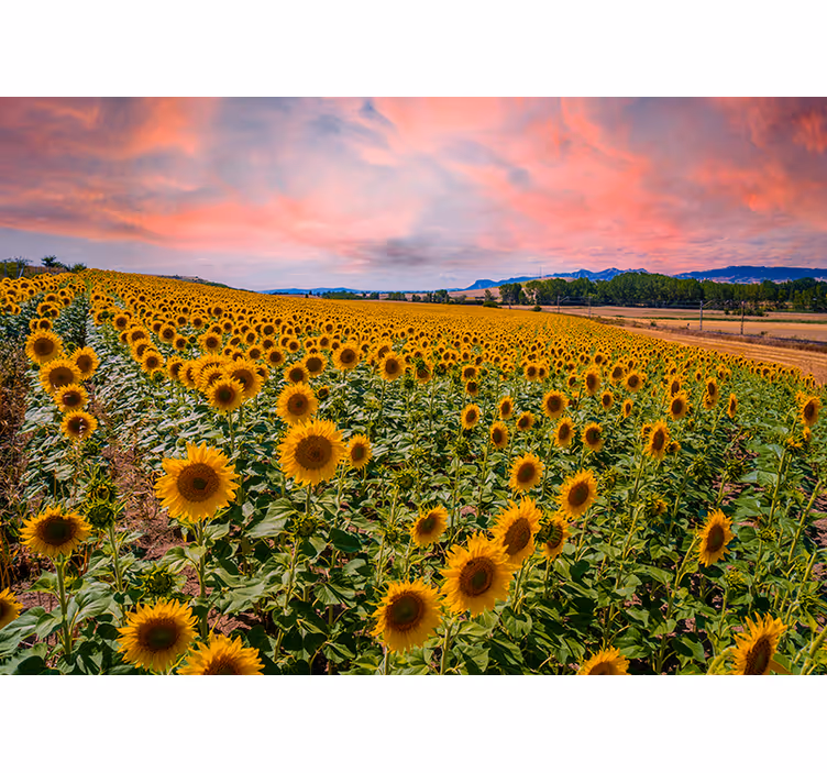 Fototapete blumen sonnenblumenfeld aussicht - TenStickers