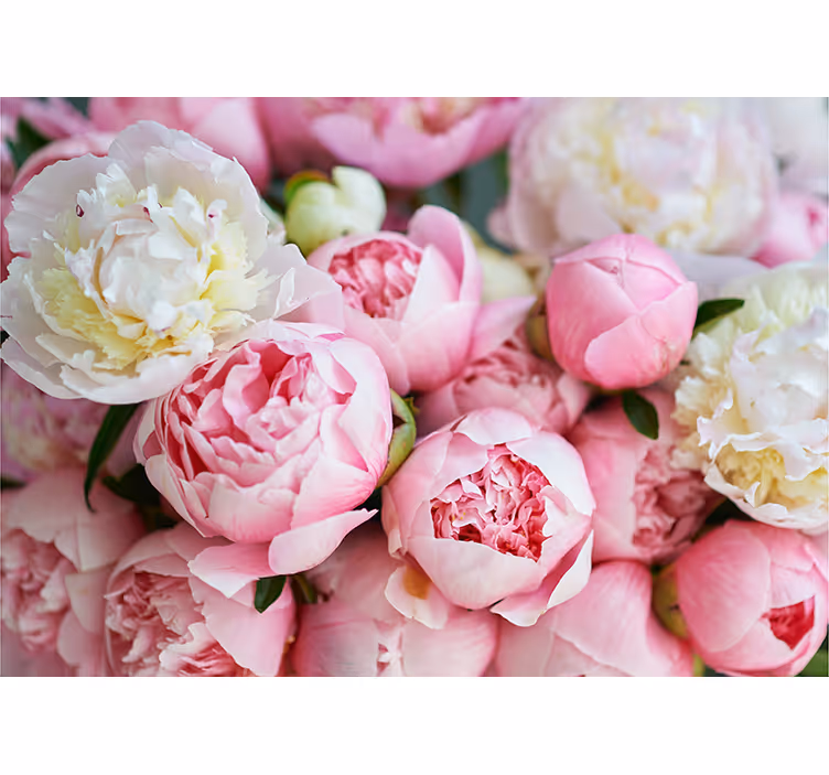 Fototapete blumen pfingstrosen kollektion - TenStickers