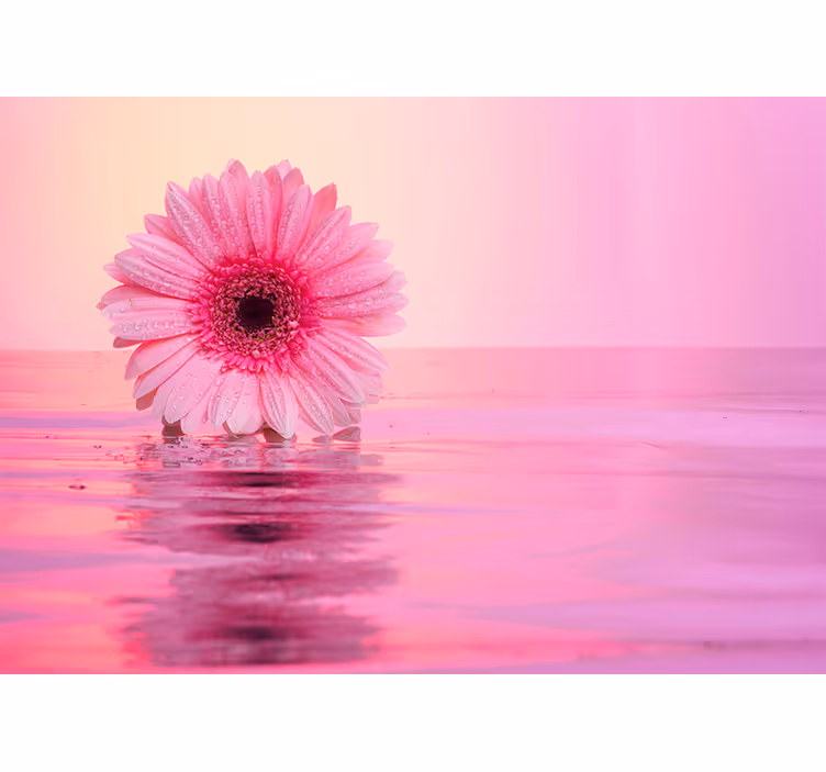 Fototapete Mohnblumen rosa blume reflexion - TenStickers