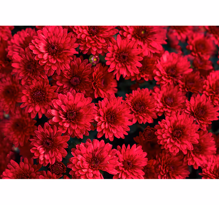 Fototapete Blumen lebendiges blumendesign - TenStickers