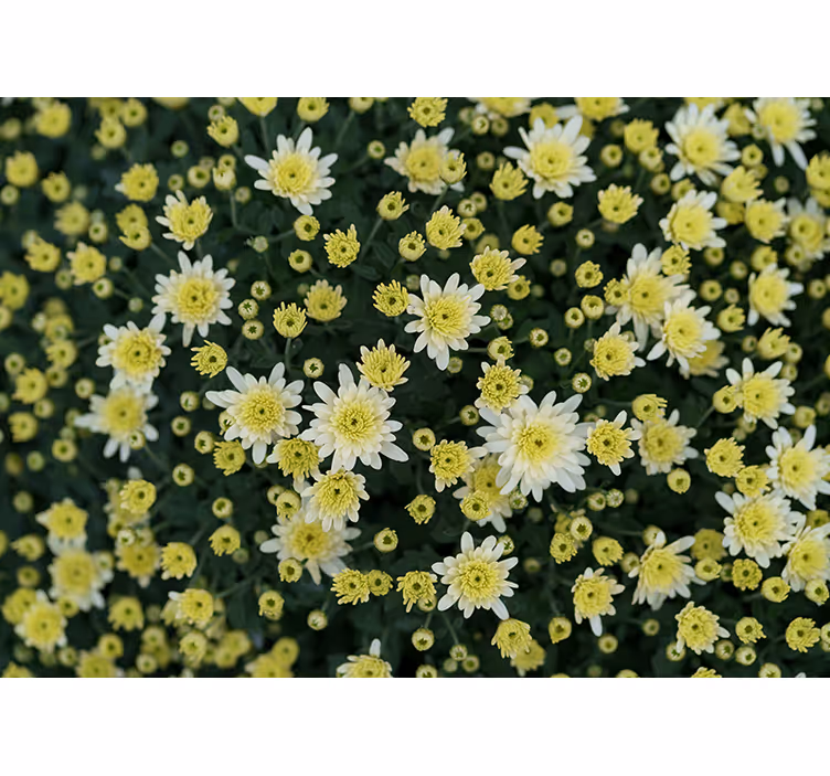 Fototapete blumen mit blühenden gelben blumen - TenStickers