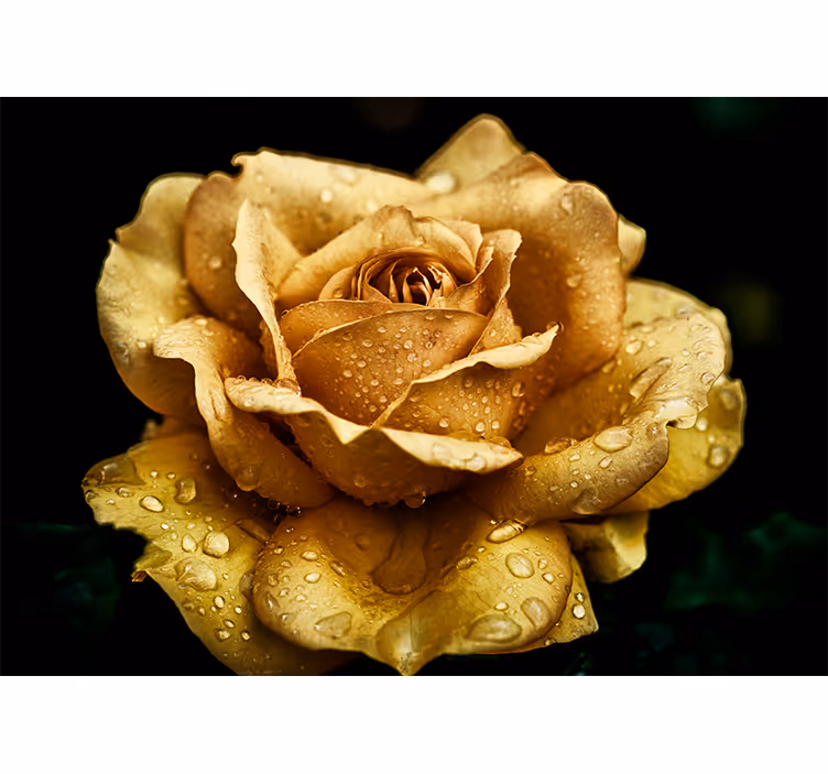 Fototapete Rosen Nahaufnahme goldene rose - TenStickers