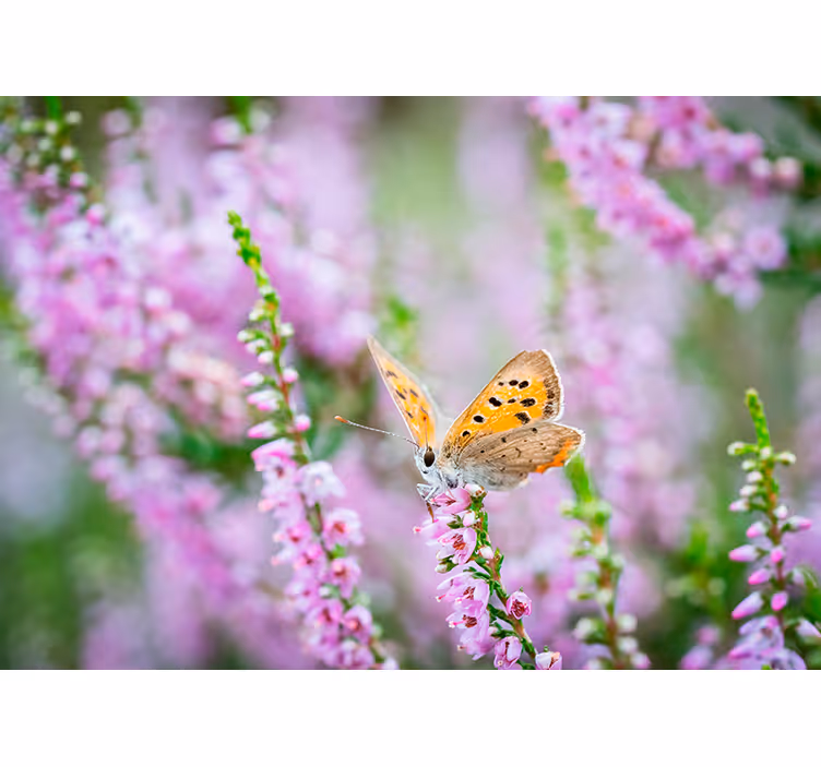 Fototapete Andere Blumen Schmetterling blühende rosa heizung - TenStickers