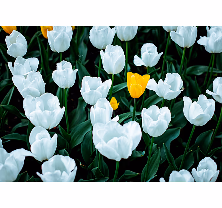 Fototapete Tulpen Schöne weiße tulpen - TenStickers