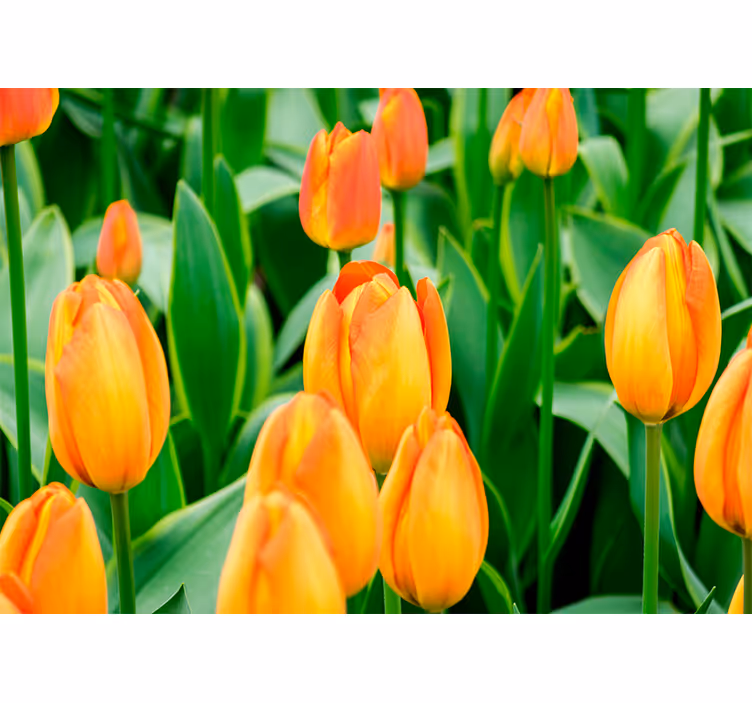 Fototapete tulpen blütenpracht im Überfluss - TenStickers