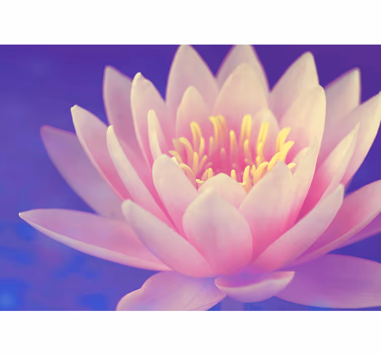 Fototapete mohnblumen elegante seerose - TenStickers