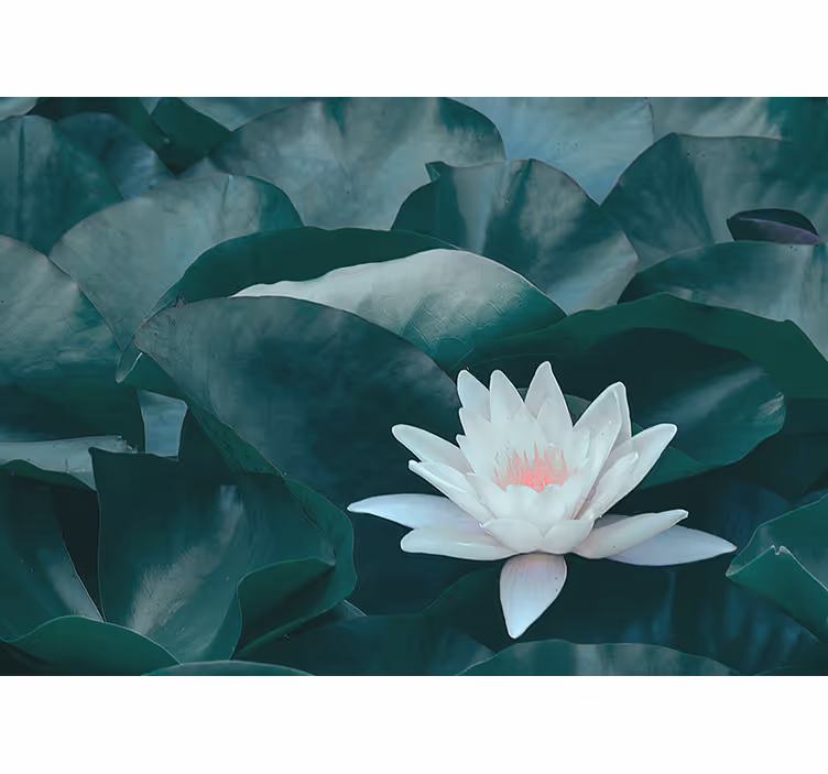 Fototapete Andere Blumen Zen weiße lotusblume - TenStickers
