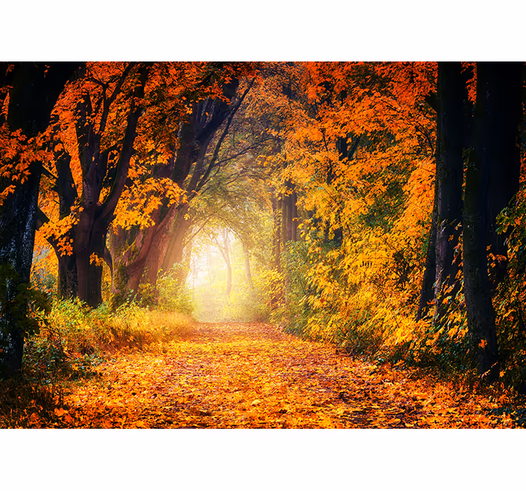 Fototapete Wald Herbst bunt - TenStickers