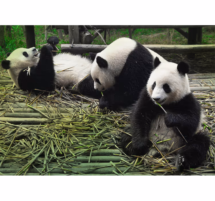 Fototapete Tiere verspielte panda-familie - TenStickers