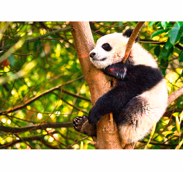 Fototapete Tiere entspannendes pandajunges - TenStickers