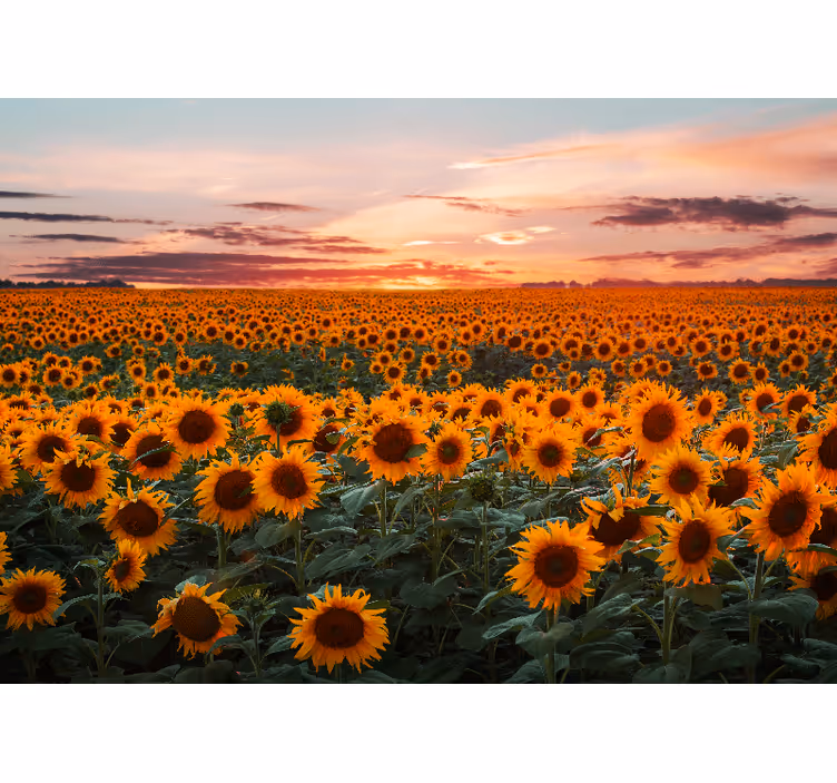 Fototapete Andere Blumen Sonnenblumen orange sonnenuntergang - TenStickers