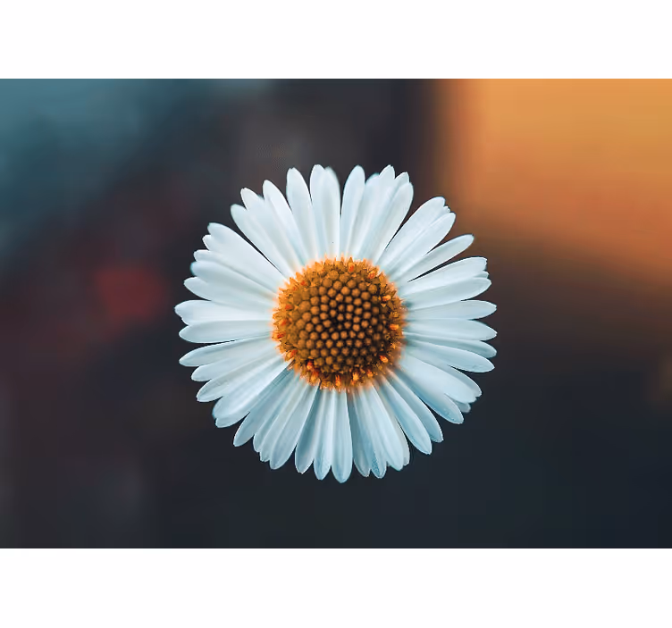 Fototapete blumen im gänseblümchen design - TenStickers
