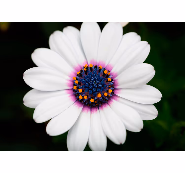 Fototapete blumen weißer blütenzauber - TenStickers