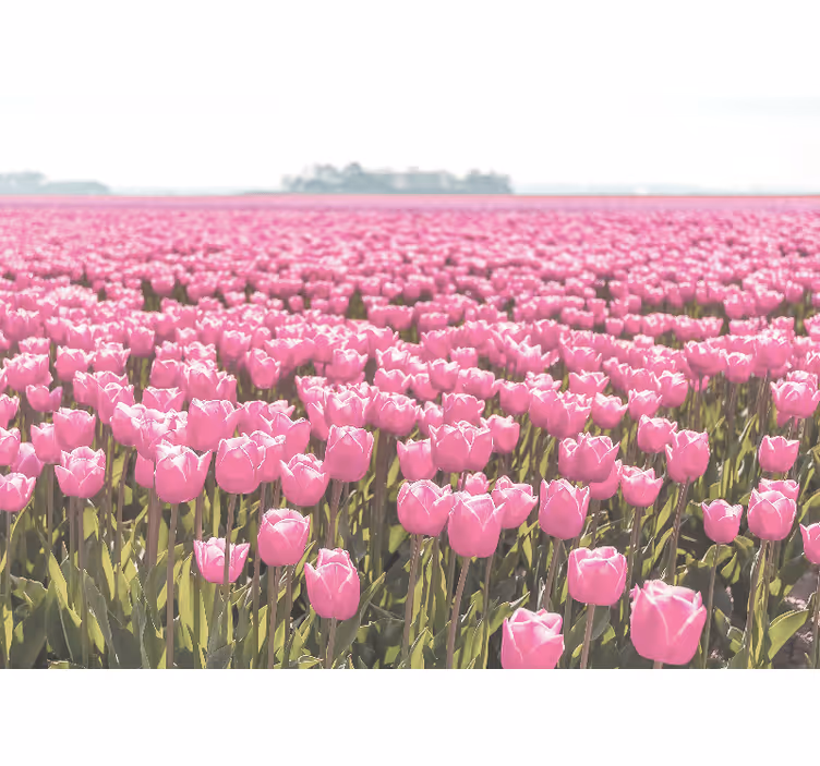 Fototapete mohnblumen und rosa tulpenfelder - TenStickers