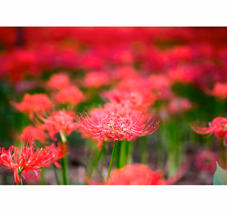 Fototapete mohnblumen lebendige rote blumen - TenStickers