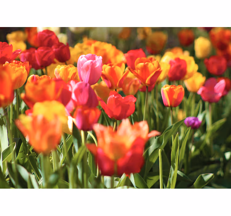 Fototapete blumen lebhaftes tulpenfeld - TenStickers
