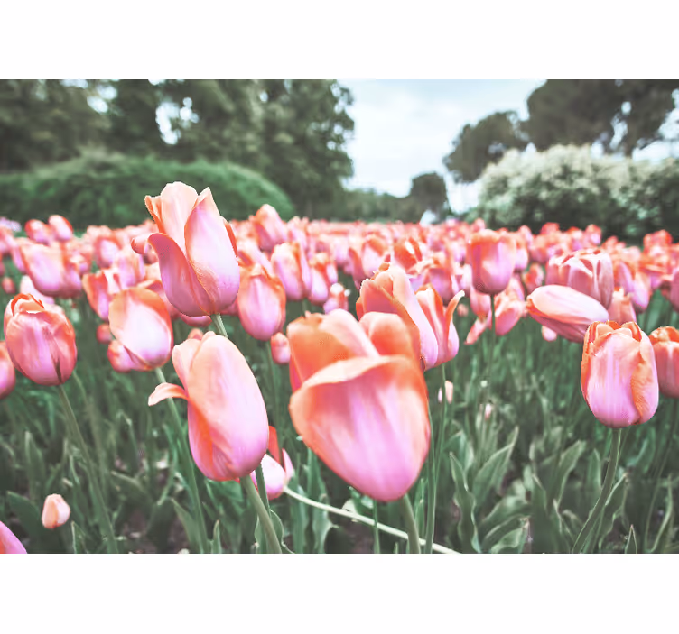 Fototapete mohnblumen und tulpenfeldblüte - TenStickers
