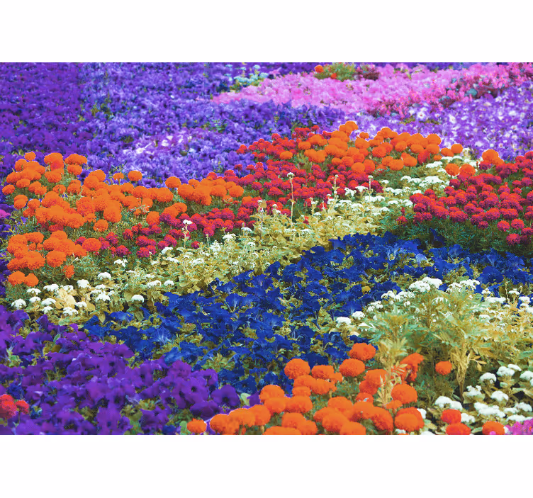 Fototapete weitere Blumen buntes feld - TenStickers