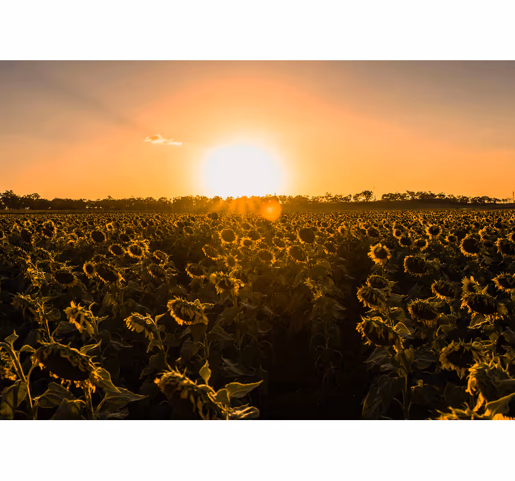 Fototapete blumen sonnenblumenwiese dämmerung - TenStickers