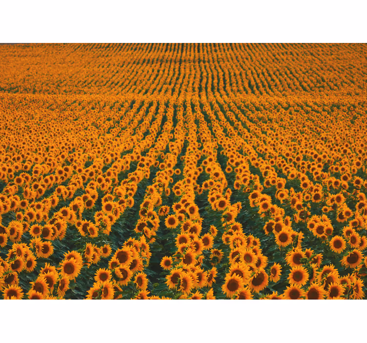 Fototapete blumen sonnenblumenwiese - TenStickers