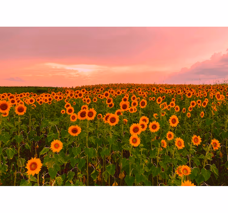 Fototapete blumen sonnenblumenfeld - TenStickers