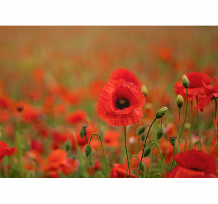 Fototapete mohnblumen lebhafte mohnblüten - TenStickers