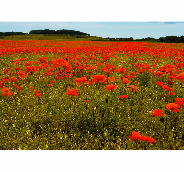 Fototapete mohnblumen lebendiges mohnfeld - TenStickers