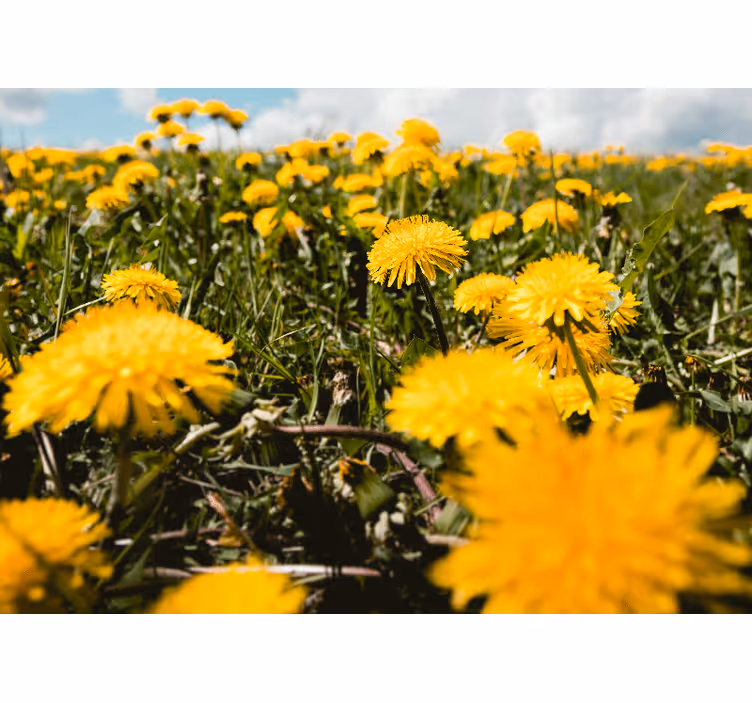 Fototapete pusteblume blick auf das löwenzahnfeld - TenStickers