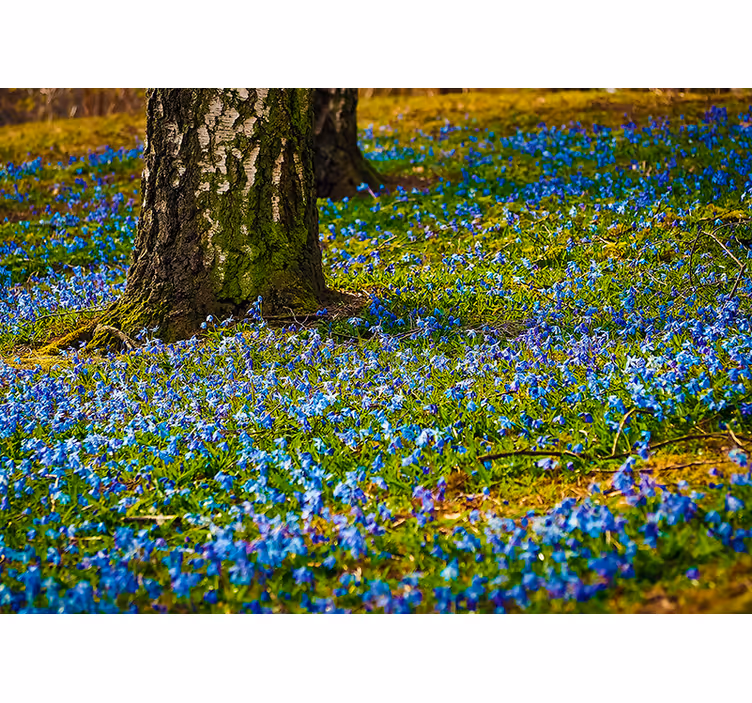 Fototapete blumen bluebell-wiesenansicht - TenStickers