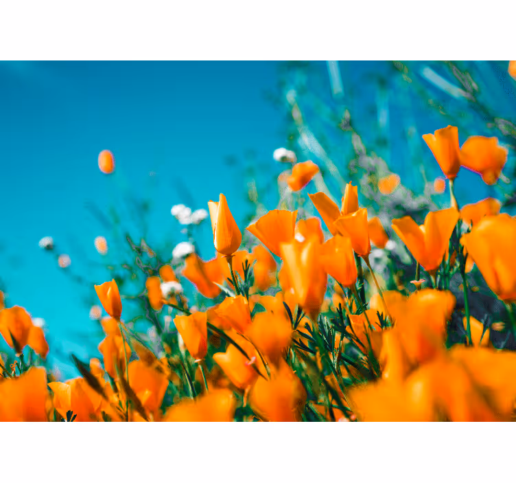 Fototapete blumen goldene mohnblüten - TenStickers