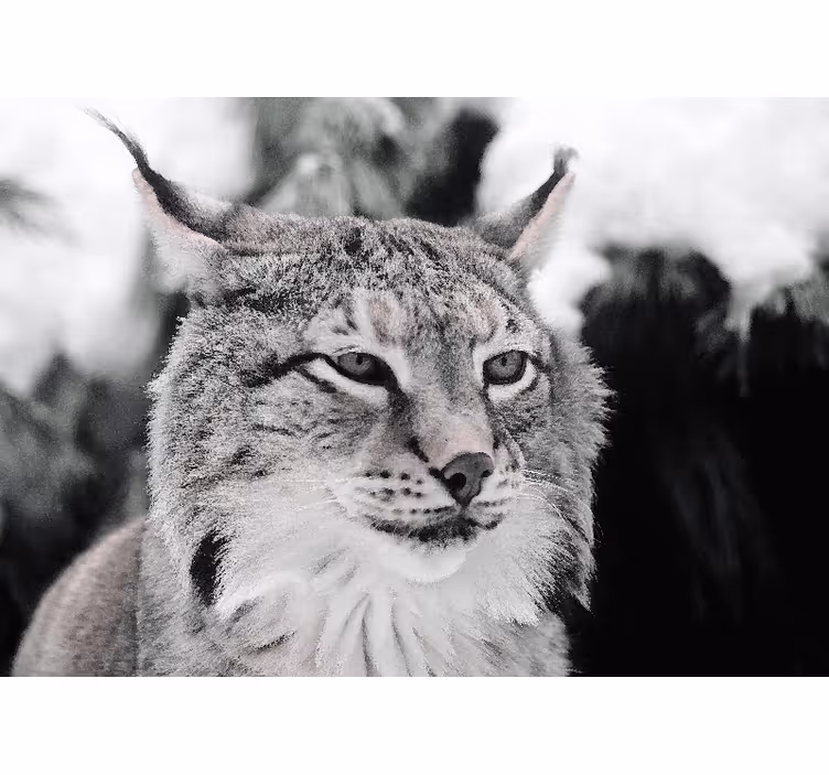 Fototapete tiere luchs mit intensivem blick - TenStickers