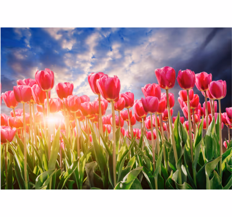 Fototapete Tulpen Blumiger sonnenuntergang - TenStickers