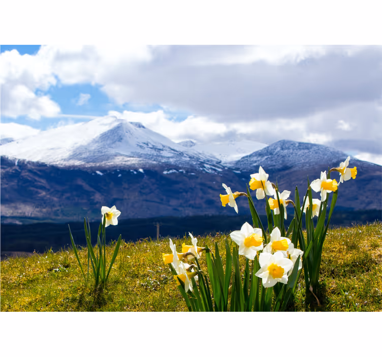 Fototapete Wiese Blumen landschaft - TenStickers