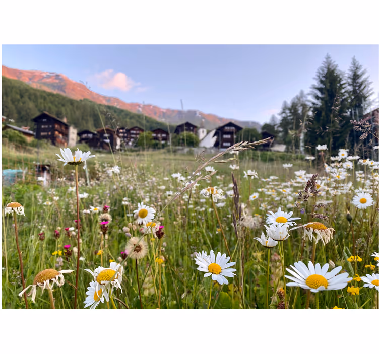 Fototapete Tulpen Feld der gänseblümchen und dorf - TenStickers