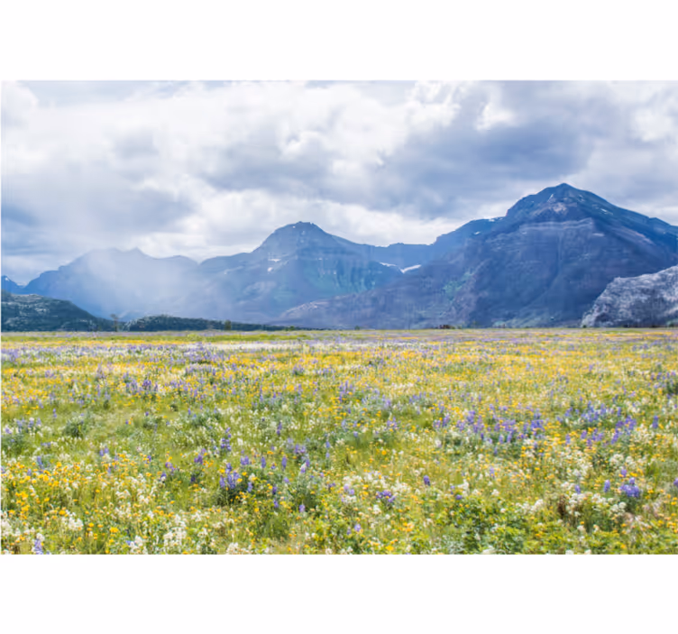 Fototapete landschaft blumenfeld in den bergen - TenStickers