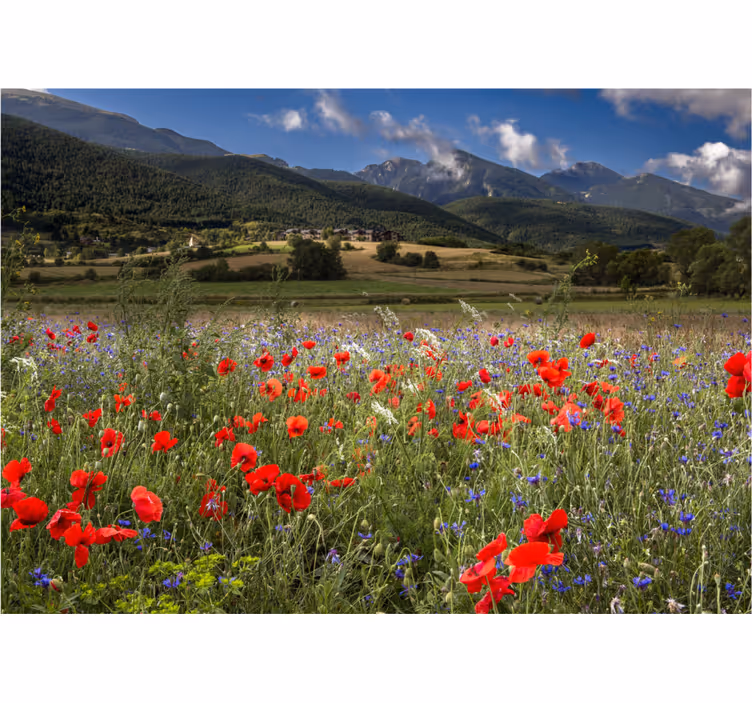 Fototapete blumen mohnblumenwiese ansicht - TenStickers
