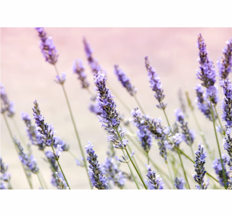 Fototapete blumen lavendel florale eleganz - TenStickers
